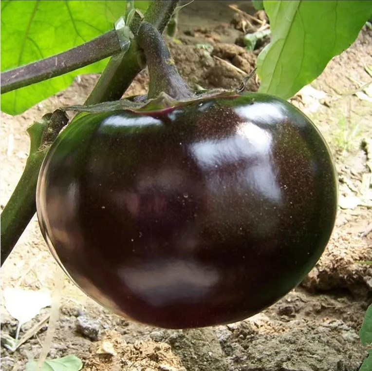 现摘山东特产紫光圆茄农家自种鲜嫩茄子5斤包邮