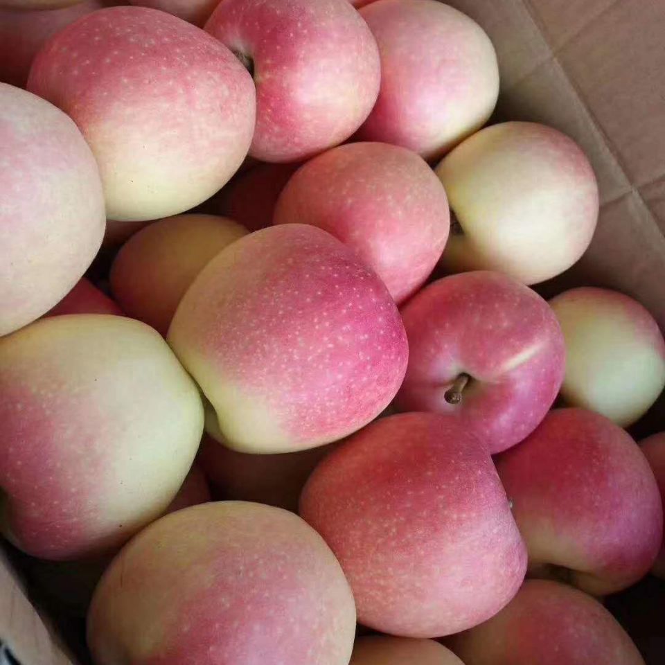 陕西北山高原红嘎拉青苹果,自然成熟,口感清脆甘甜,特别爽口