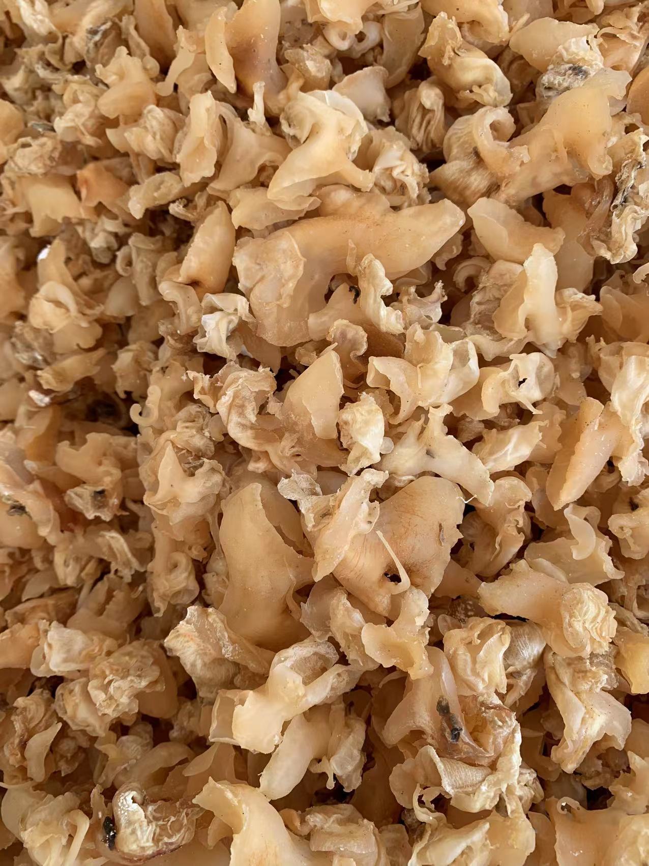 黄螺头 螺肉干 响螺片 白鲍螺海鲜干货批发鲍鱼 散装海味代发500g