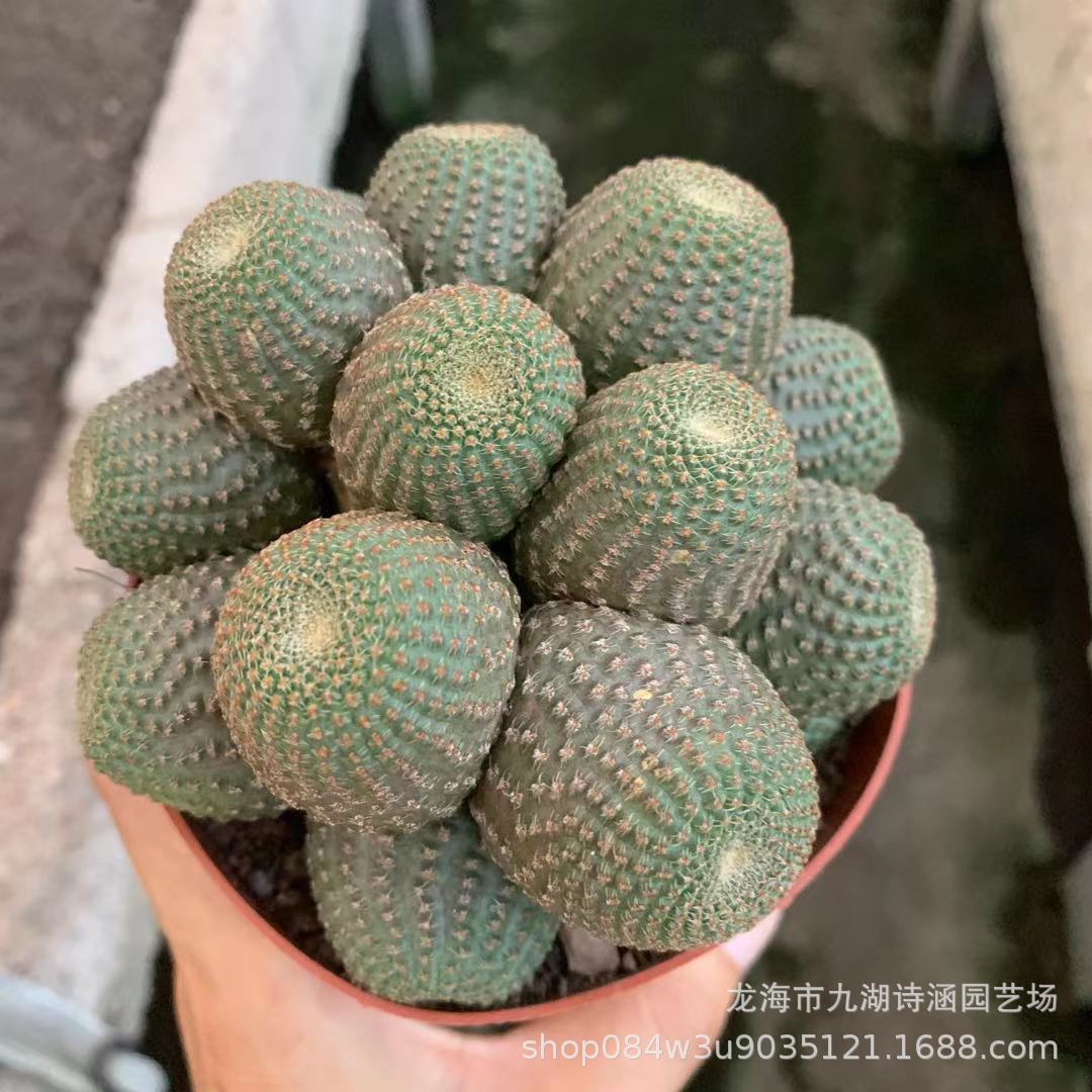 黑斜子多头仙人球批发 办公桌面绿植盆栽