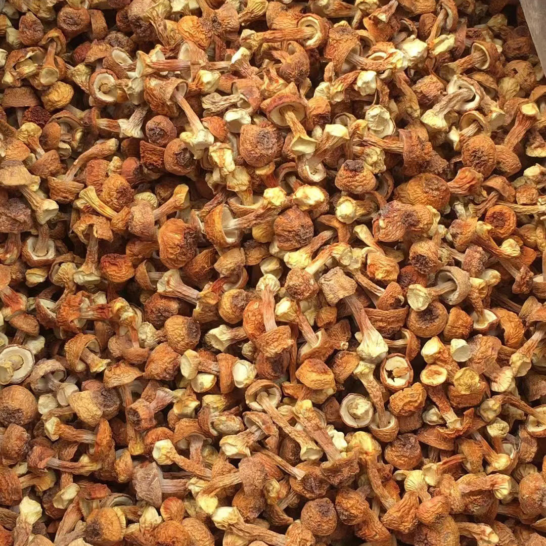 云南特产姬松茸新货野生巴西菇干货姬茸菇姬松茸源头批发散装500g