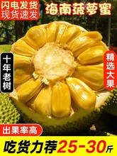 老树精品】 海南黄肉菠萝蜜一整个新鲜水果干苞大树波罗蜜20-40斤