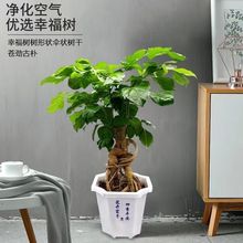 批发提根绿宝幸福树盆栽室内桌面植物盆景老桩熟桩四季常青吸好养