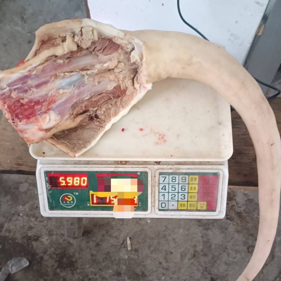 现杀牛尾巴整根带皮 自宰黄牛 整根卖避免造假保证新鲜绝不卖冻货
