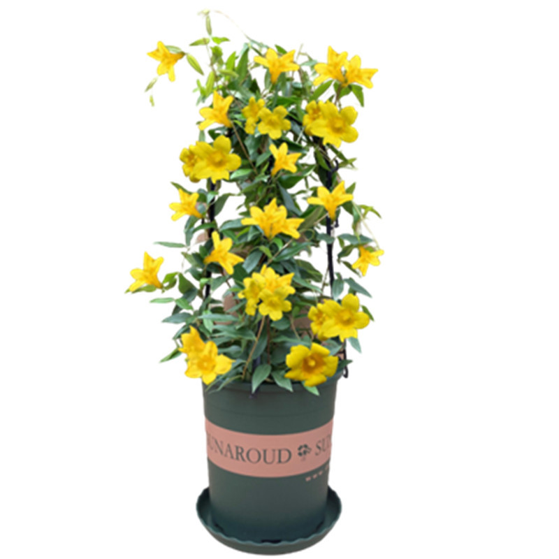 法国香水藤盆栽室内花卉飘香藤庭院茉莉花爬藤蔓植物四季开花绿植