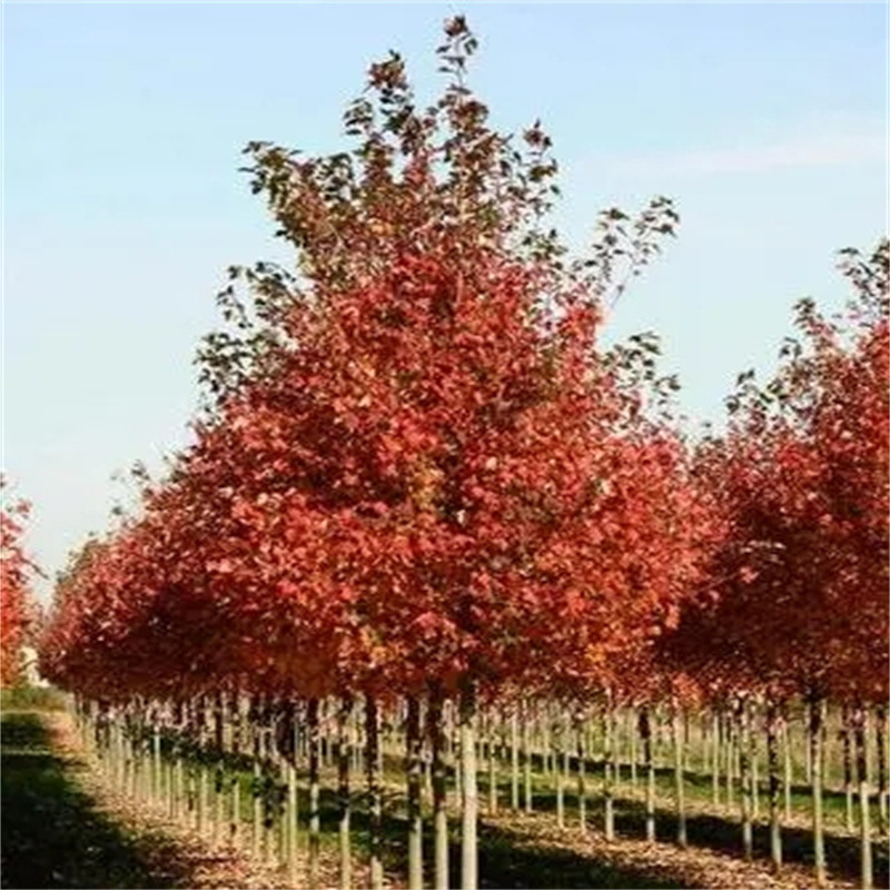 新采榉树种子 红榉树种子 小叶红榉 大叶青榉种子 榉树种子包邮