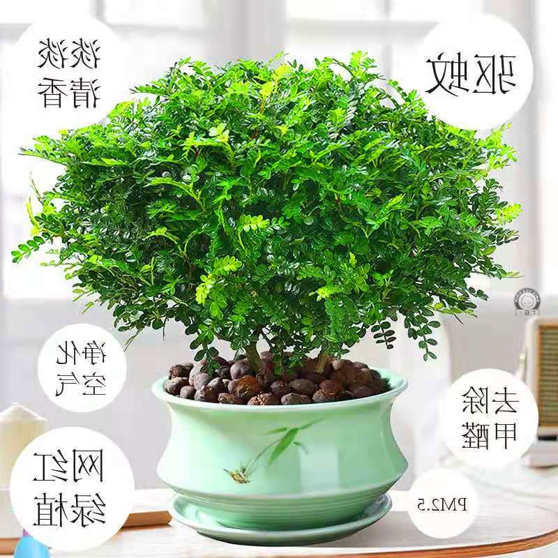清香木植物