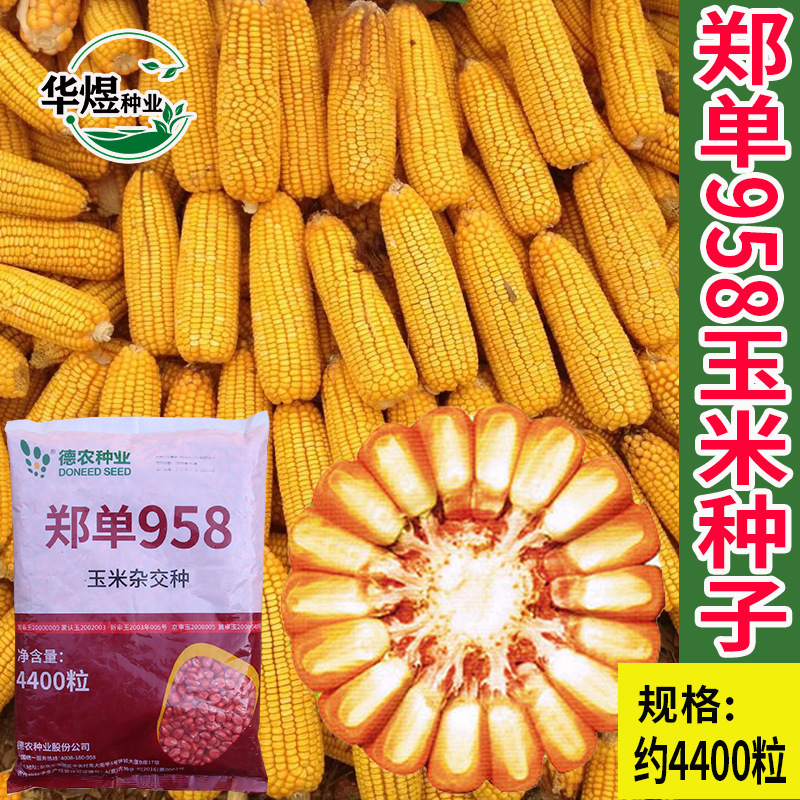 郑单958玉米种子农家大棒苞米种籽厂家批发抗倒伏耐旱产量高粮食