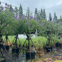 2306苗圃供应 单杆 高桩穗花杜荆 8-10cm袋苗 庭院花园 景观树