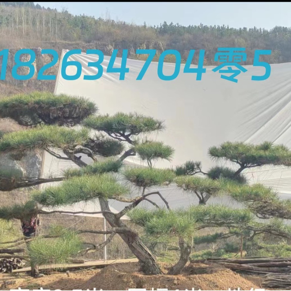 造型黑松油松赤松自由苗圃.一手货源.