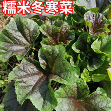 冬寒菜种子 糯米冬苋菜种籽秋季冬季蔬菜种孑高钙菜马蹄菜滑菜