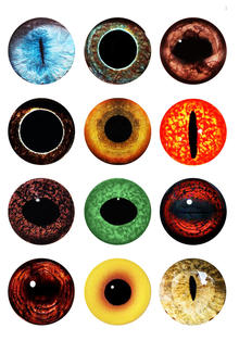 手工仿真扭扭龙恐龙假眼睛动物玩偶猫眼diy水晶玻璃珠子义眼16mm