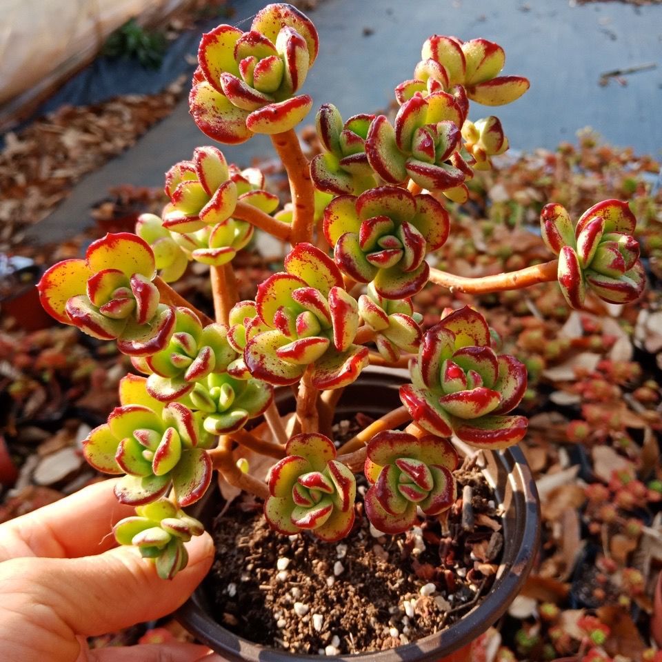 小叶红梅多肉红梅多肉丸叶红梅小吉姆多肉办公室摆件绿植景观植株