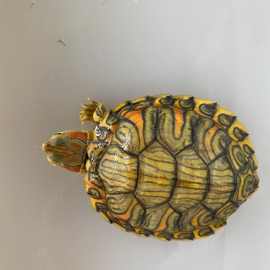 稀有大红头孔雀明王观赏变异巴西龟