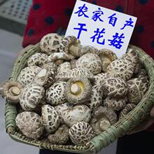 西峡香菇花菇新鲜干货500克 一斤包邮特产自产干花茹 干香菇 蘑菇