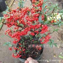 火棘种子树苗果满堂红老树桩观果植物带果盆景耐寒观赏树植物种子