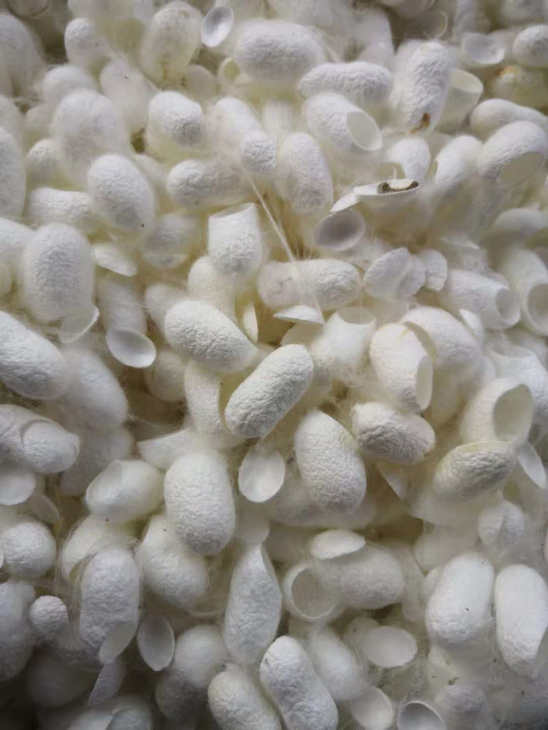 特价热卖中药材药用蚕茧 蚕茧壳250克包邮 蚕衣,茧黄