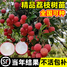 广西荔枝苗无核妃子笑三月红糯米糍荔枝苗带土带叶南北方种植果