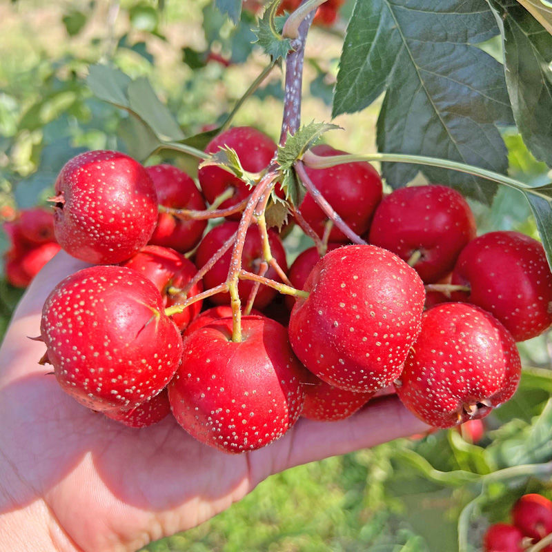 新鲜山楂鲜果精选冰糖葫芦山里红农家现摘大金星大五棱整箱包邮