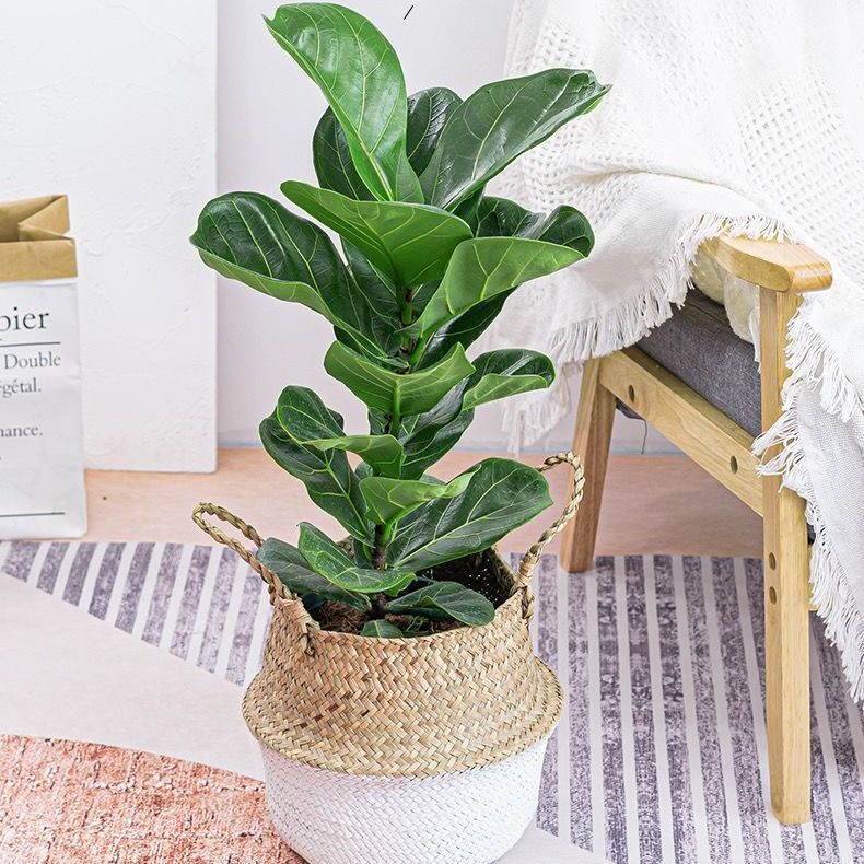 【佛山树】-佛山树厂家,品牌,图片,热帖-阿里巴巴