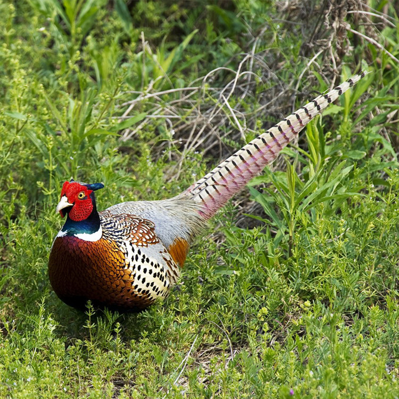 0成交0只七彩山鸡商品七彩山鸡价格野鸡出售漂亮的七彩山鸡公鸡价格