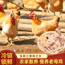 老母鸡广西土鸡农家批发散养三黄鸡走地鸡煲汤老鸡整鸡冷冻黄油鸡