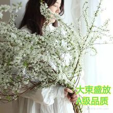 雪柳鲜枝干枝支盆栽水养插花水培植物室内花卉好养活绿植遇水开花