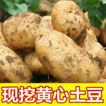 土豆 黄皮土豆高山黄心土豆贵州大个新鲜当季热新洋芋卖蔬菜威宁