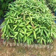 基地批发经济造林苗木刨花楠树苗高档别墅庭院绿植