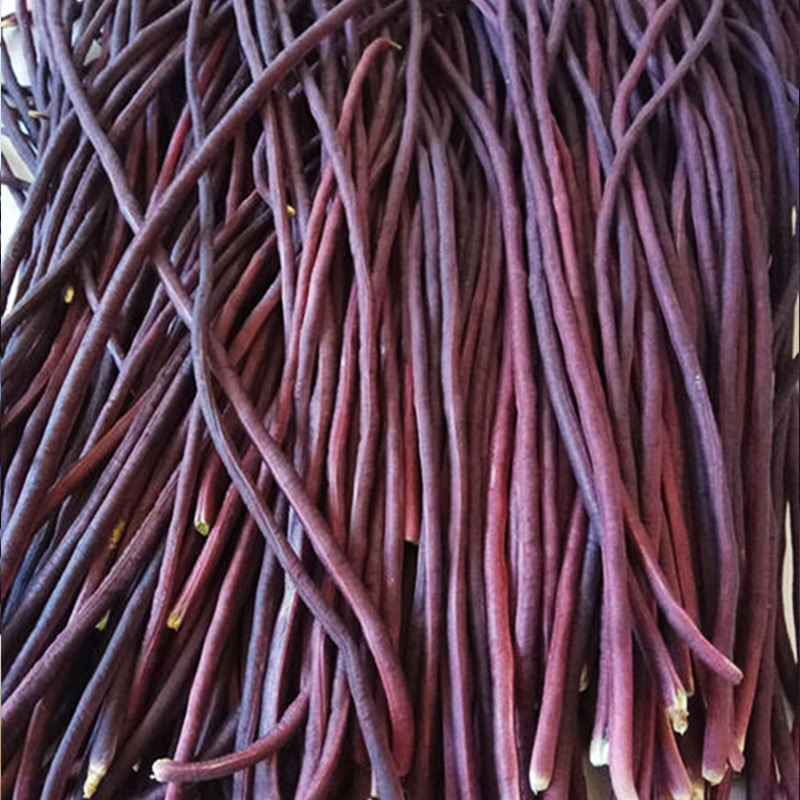 春秋红豇豆种子长红豇豆种子菜豆红豆角菜园四季播蔬菜种子批发