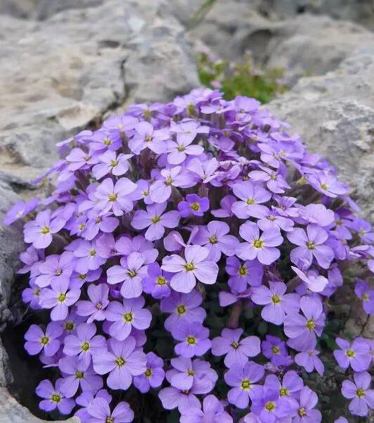 南庭芥种子优质的草花种子南庭芥 花卉种子观花植物发芽率高