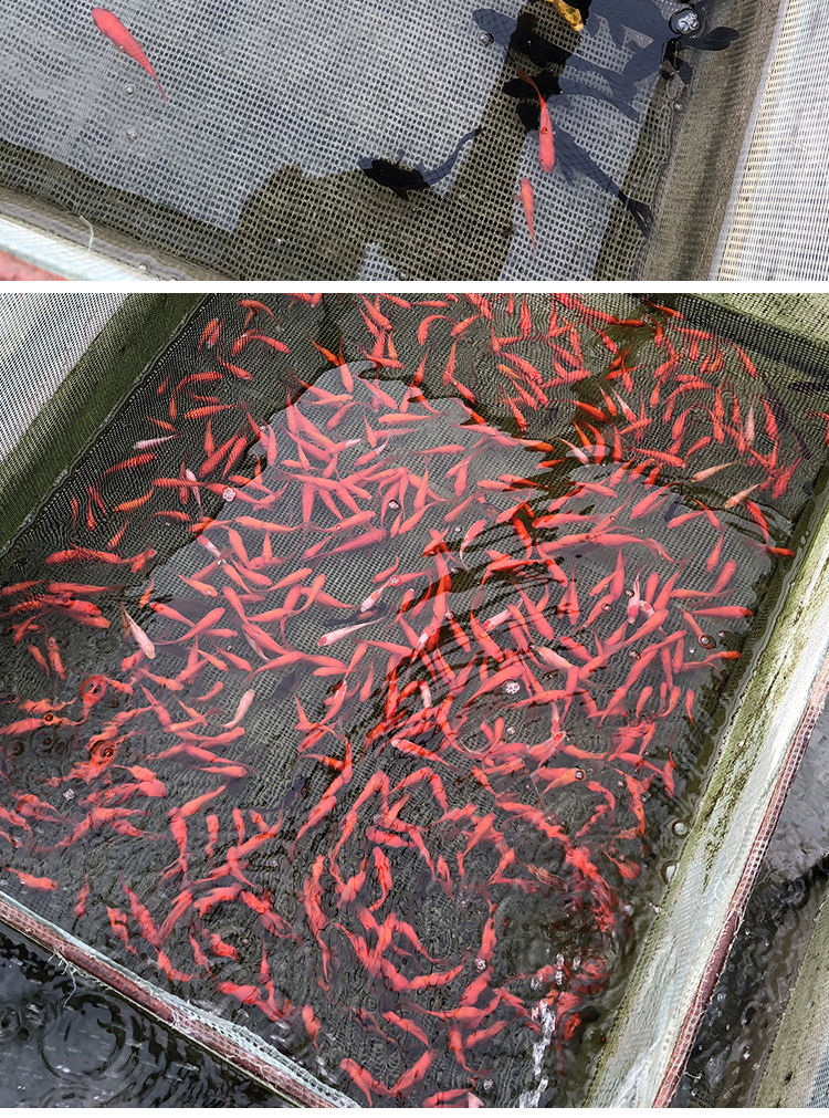 观赏鱼不用加温草金金鱼冷水易养宠物风水小红草锦鲤活体鱼苗宠物