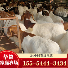 大量出售羊苗小羊羔羔羊，波尔山羊小羊苗价格，育肥羊