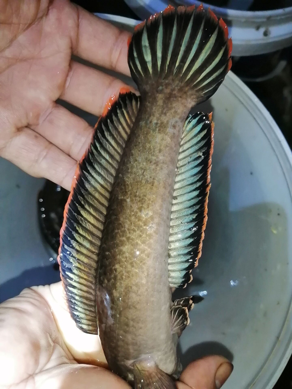 南鳢彩虹雷龙鱼观赏鱼冷水凶猛淡水活体精品七彩鱼彩虹雷龙鱼幼苗