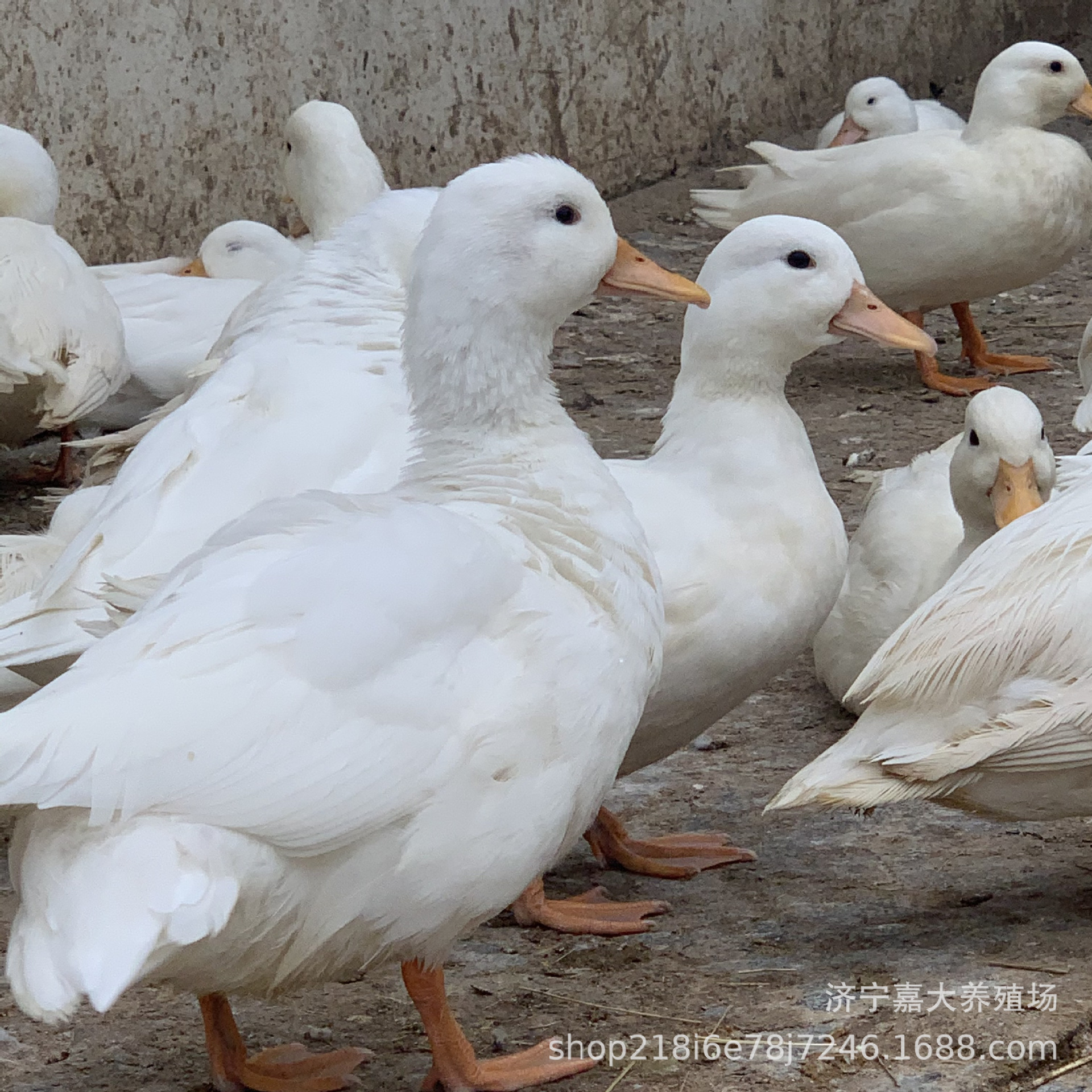 观赏柯尔鸭活物萌宠鸭子短嘴鸭网红鸭景区租赁观赏鸭活体出售