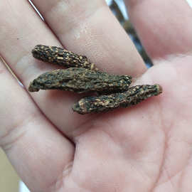 1公斤整个新货干木天蓼果幼果猫咪喜爱细长然木天蓼虫瘿果烘干燥