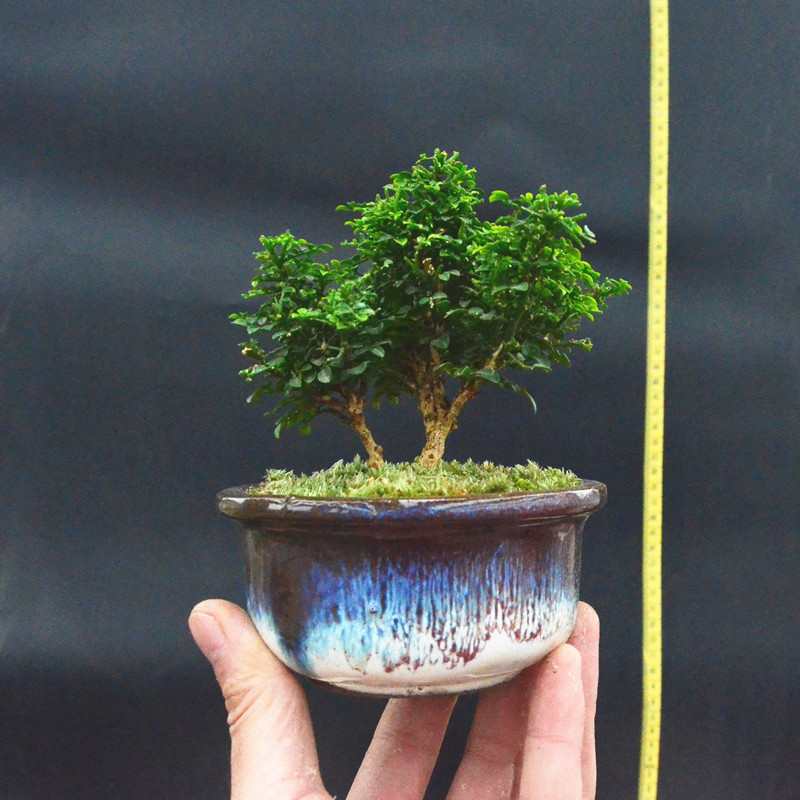 稀有盆景台湾达摩小叶九里香盆景掌上迷你微型盆景桌面小盆景耐寒