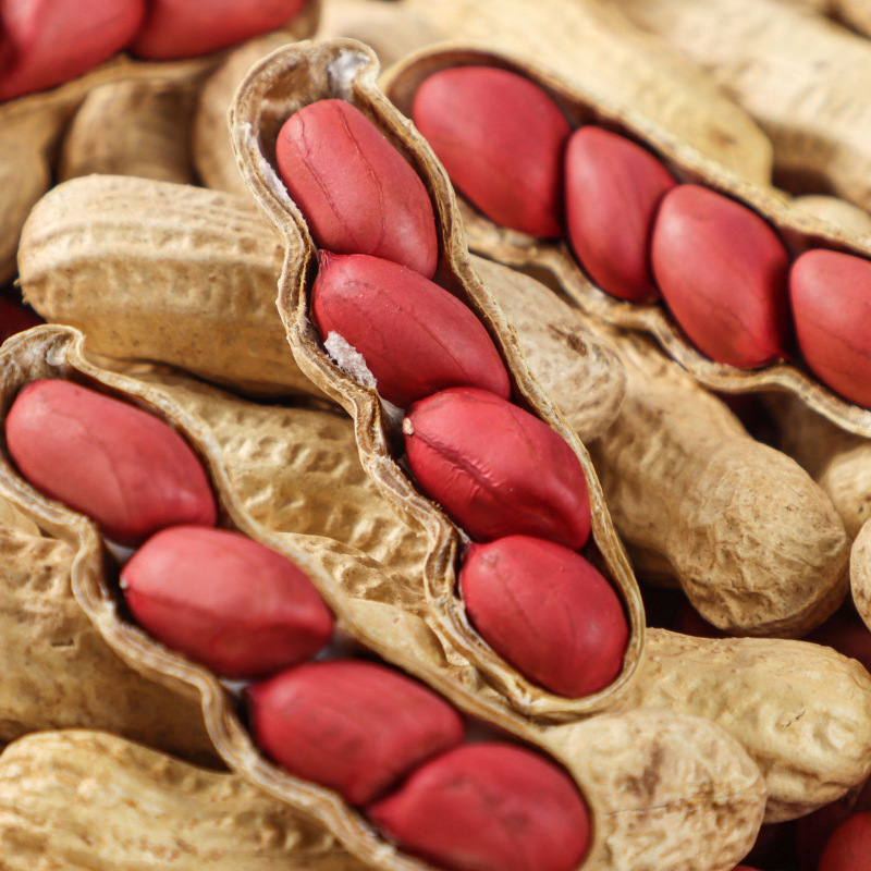 东北红衣生花生四粒红花生新货红皮带壳晒干新鲜炒货花生带壳原味