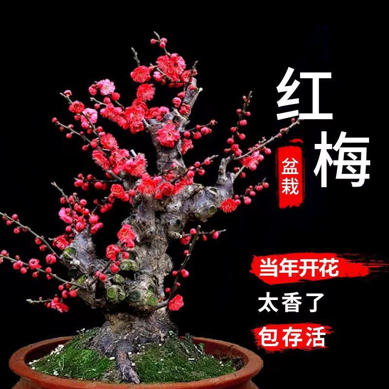 腊梅浓香型带花苞四季梅花耐寒耐旱盆栽绿植花卉绿梅红梅大花大苗
