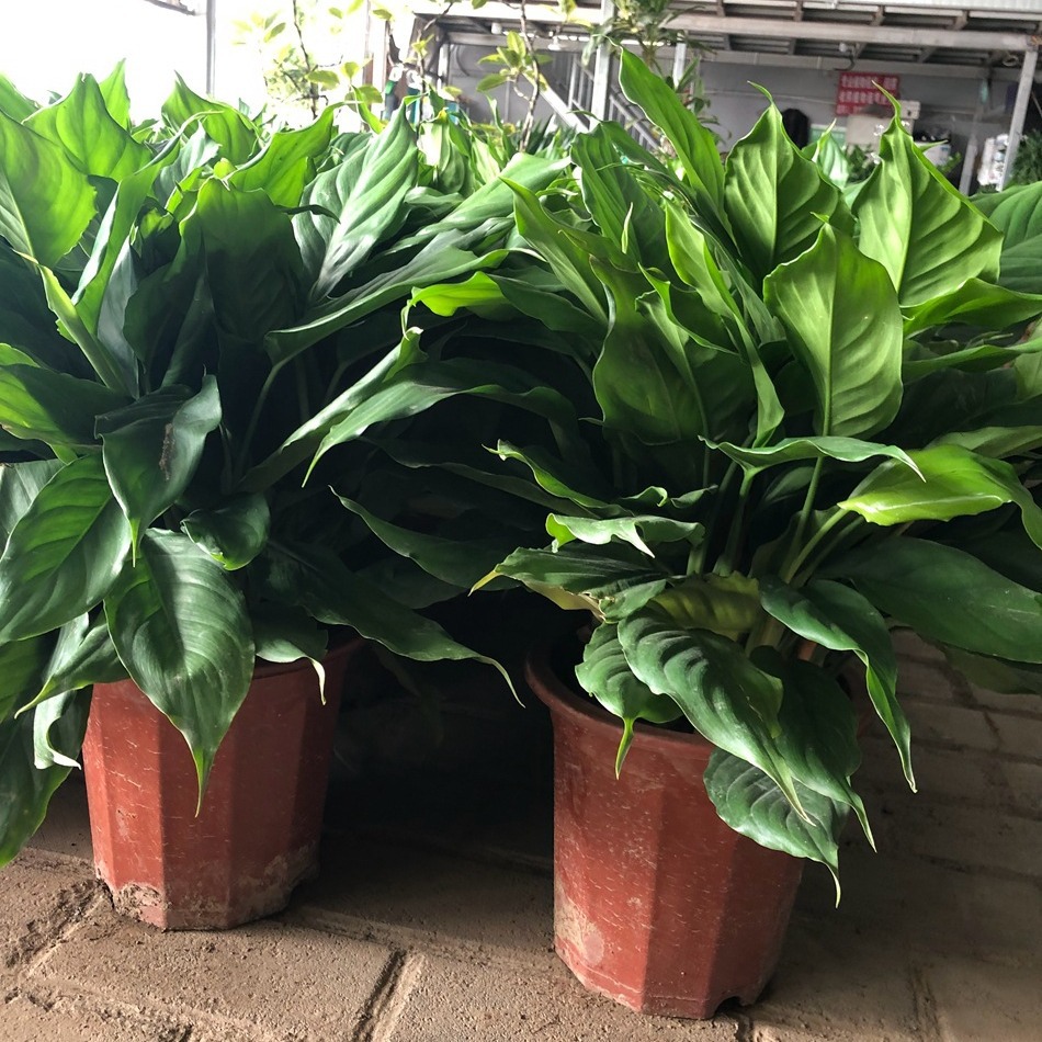 广东万年青 大叶万年青 井干草 居家绿植盆栽 成都租摆植物批发