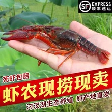 5斤567钱小龙虾鲜活特大虾新鲜清水活龙虾淡水红壳青壳虾生鲜水产