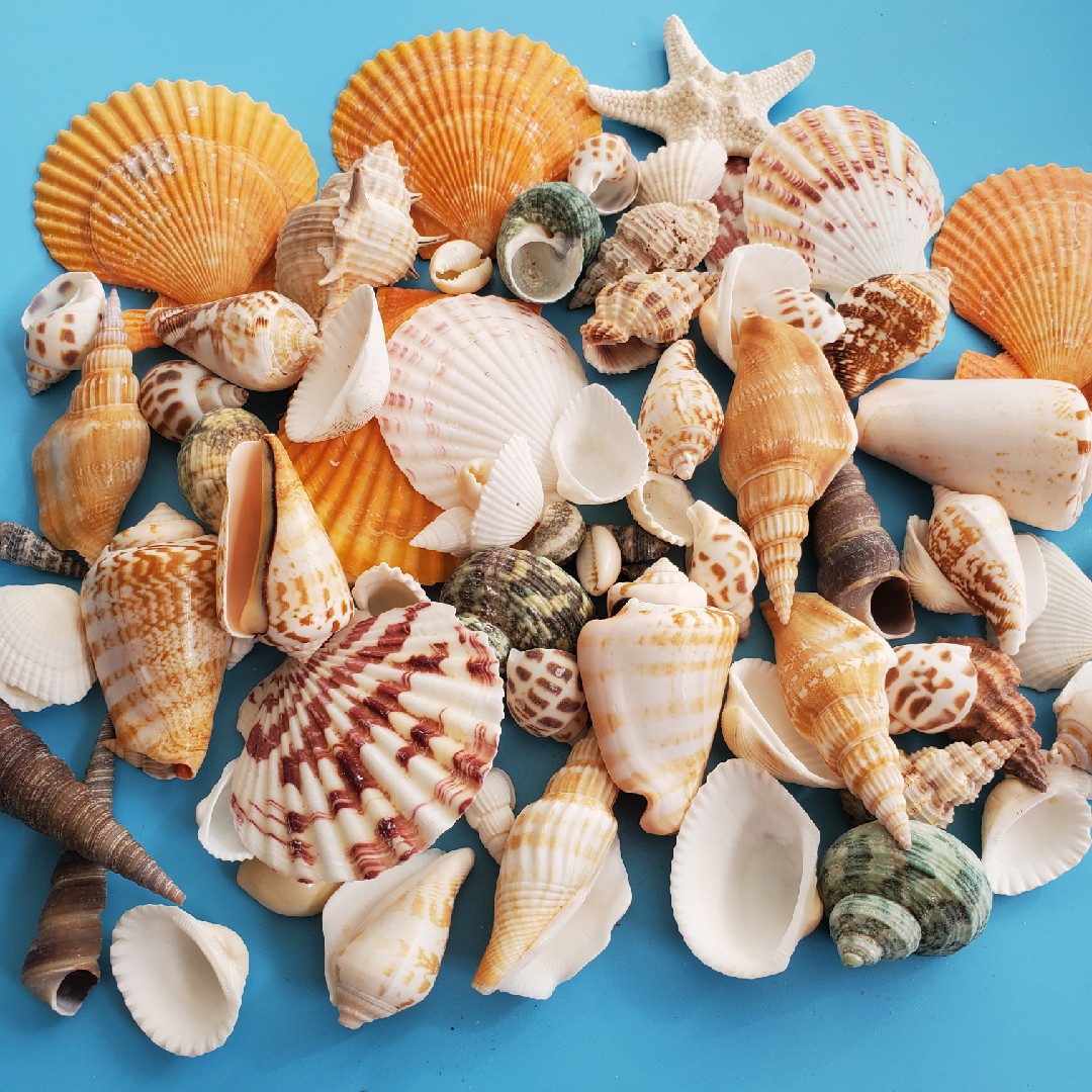 批发精品天然贝壳海螺海星幼儿园手工鱼缸贝壳拍照水族箱造景装饰