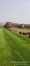 丹麦草直销北京同城基地麦冬草批发大量丹麦草栽种养护丹麦草