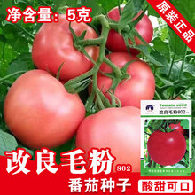 番茄种子西红柿种子番茄籽粉红果种子蔬菜种子批发菜种菜籽菜种子