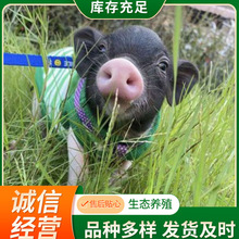 香猪幼崽纯种广西网红藏香猪黑猪仔活苗二代花猪小香猪活体活物宠