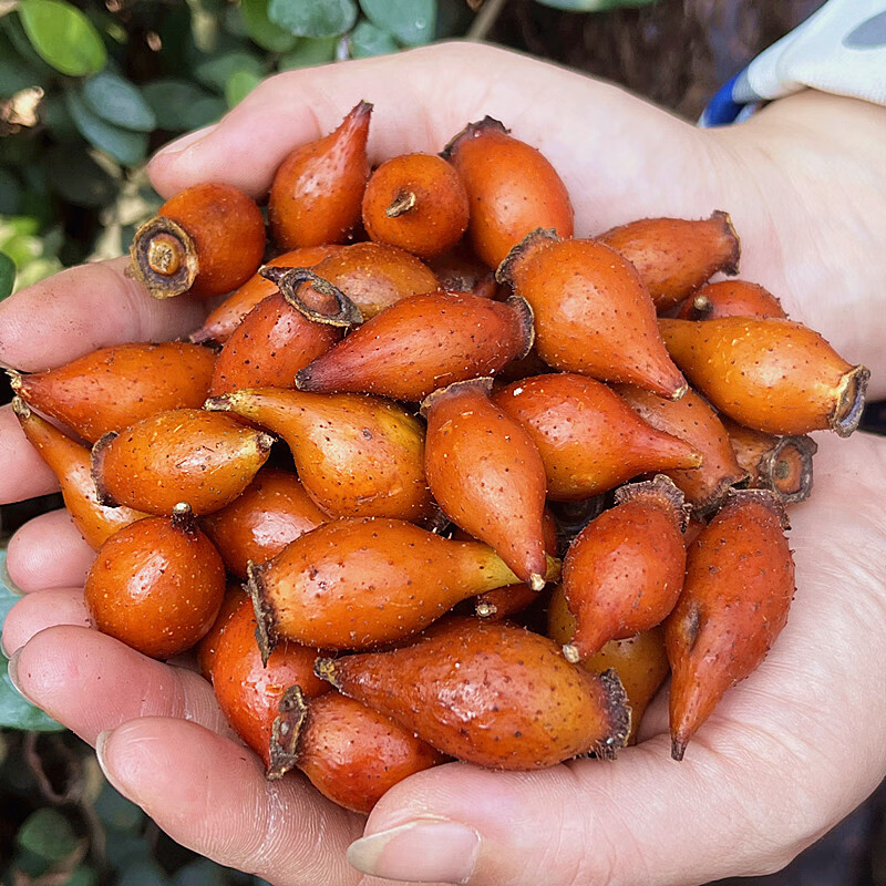 酷奇象深山采摘野生金樱子泡酒新鲜山石榴糖罐子青果金罂子刺梨果