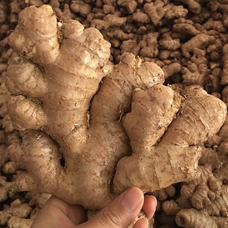 四川老姜生姜老黄姜非小黄姜新鲜姜土姜老黄姜现挖大黄姜老姜代发