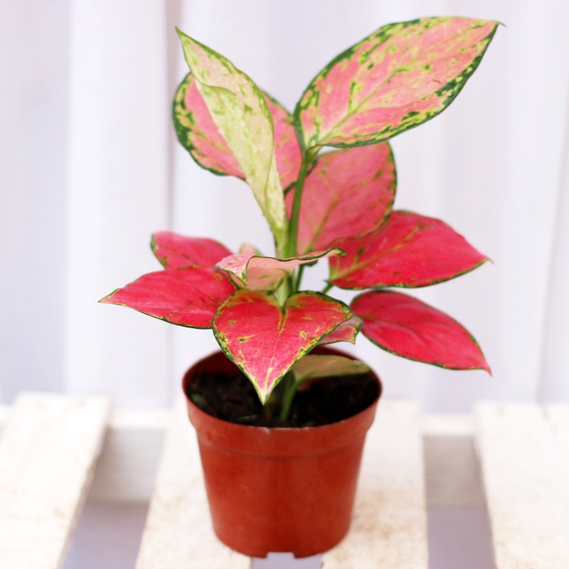 吉利红如意花盆栽粉色网红绿植室内耐阴植物观赏彩叶水养水培花卉