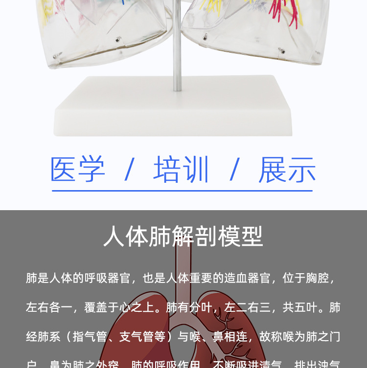 ld肺段模型透明肺段模型肺模型 胸外科支气管树人体肺部解剖模型