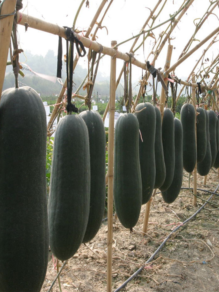 现摘新鲜小冬瓜广西农家自种毛节瓜嫩毛冬瓜应季蔬菜现摘现发